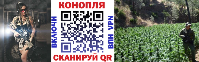 Купить где  Людиново  Канабис сатива 